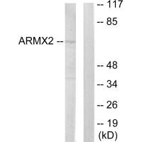 Western blot analysis of extracts from 293 cells, using ARMX2 antibody. Western blot analysis of extracts from 293 cells, using ARMX2 antibody.