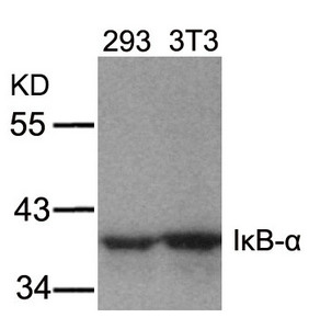 Western blot analysis of extracts from 293 and 3T3 cells using IkB-a(Ab-32/36) Antibody. Western blot analysis of extracts from 293 and 3T3 cells using IkB-a(Ab-32/36) Antibody.