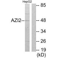 Western blot analysis of extracts from HepG2 cells, using AZI2 antibody. Western blot analysis of extracts from HepG2 cells, using AZI2 antibody.