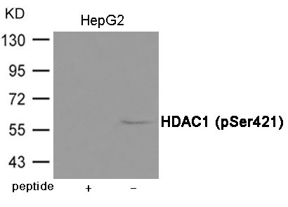 Western blot analysis of extracts from HepG2 cells using HDAC1 (Phospho-Ser421) Antibody.The lane on the left is treated with the antigen-specific peptide. Western blot analysis of extracts from HepG2 cells using HDAC1 (Phospho-Ser421) Antibody.The lane on the left is treated with the antigen-specific peptide.