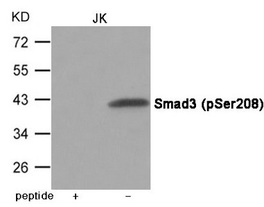 Western blot analysis of extracts from JK cells using Smad3 (Phospho-Ser208) Antibody.The lane on the left is treated with the antigen-specific peptide. Western blot analysis of extracts from JK cells using Smad3 (Phospho-Ser208) Antibody.The lane on the left is treated with the antigen-specific peptide.