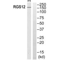 Western blot analysis of extracts from 3T3 cells, using RGS12 antibody. Western blot analysis of extracts from 3T3 cells, using RGS12 antibody.