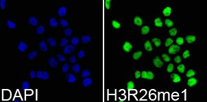 Immunofluorescence analysis of 293T cell using H3R26me1 antibody. Blue: DAPI for nuclear staining.