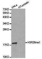 Western blot analysis of extracts of HeLa cell line and H3 protein expressed in E.coli., using H3R26me1 antibody. Western blot analysis of extracts of HeLa cell line and H3 protein expressed in E.coli., using H3R26me1 antibody.