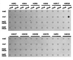 Dot-blot analysis of all sorts of methylation peptides using H3R26me1 antibody.