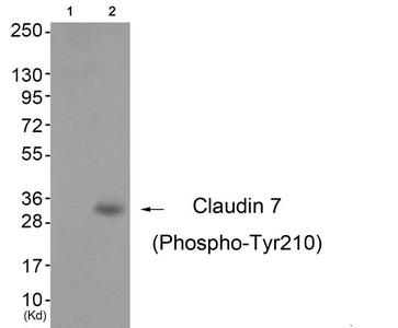 Western blot analysis of extracts from 3T3 cells (Lane 2), using Claudin 7 (Phospho-Tyr210) Antibody. The lane on the left is treated with antigen-specific peptide. Western blot analysis of extracts from 3T3 cells (Lane 2), using Claudin 7 (Phospho-Tyr210) Antibody. The lane on the left is treated with antigen-specific peptide.