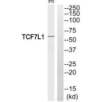 Western blot analysis of extracts from 3T3 cells, using TCF7L1 antibody. Western blot analysis of extracts from 3T3 cells, using TCF7L1 antibody.