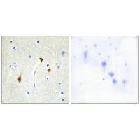 Immunohistochemistry analysis of paraffin-embedded human brain tissue, using HAIR antibody.