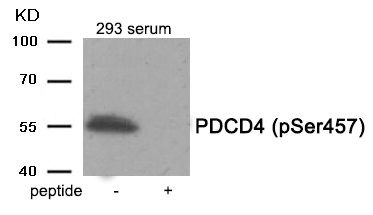 Western blot analysis of extracts from 293 cells treated with Serum using Phospho-PDCD4 (Ser457) antibody.The lane on the right is treated with the antigen-specific peptide.