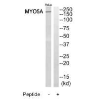 Western blot analysis of extracts from HeLa cells, using MYO5A antibody. Western blot analysis of extracts from HeLa cells, using MYO5A antibody.