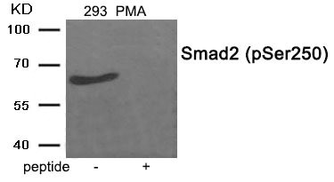Western blot analysis of extracts from 293 cells treated with PMA using Phospho-Smad2 (Ser250) antibody.The lane on the right is treated with the antigen-specific peptide. Western blot analysis of extracts from 293 cells treated with PMA using Phospho-Smad2 (Ser250) antibody.The lane on the right is treated with the antigen-specific peptide.