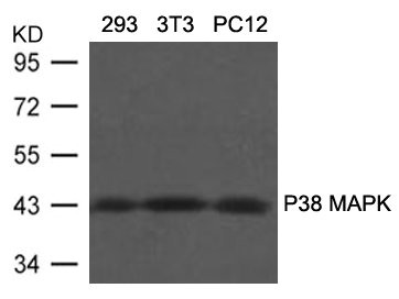 Western blot analysis of extracts from 293, 3T3 and PC12 cells using P38 MAPK(Ab-180/182) Antibody. Western blot analysis of extracts from 293, 3T3 and PC12 cells using P38 MAPK(Ab-180/182) Antibody.
