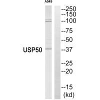 Western blot analysis of extracts from A549 cells, using USP50 antiobdy. Western blot analysis of extracts from A549 cells, using USP50 antiobdy.