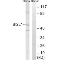 Western blot analysis of extracts from HepG2 cells, using BAIAP2L1 antibody. Western blot analysis of extracts from HepG2 cells, using BAIAP2L1 antibody.