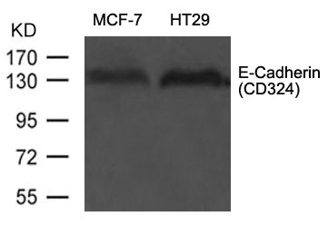 Western blot analysis of extract from MCF-7 and HT29 cells using E-Cadherin(CD324) Antibody Western blot analysis of extract from MCF-7 and HT29 cells using E-Cadherin(CD324) Antibody