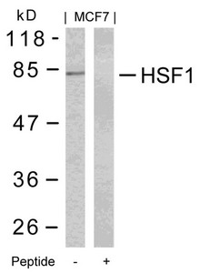 Western blot analysis of extracts from MCF7 cells using HSF1(Ab-303) Antibody and the same antibody preincubated with blocking peptide. Western blot analysis of extracts from MCF7 cells using HSF1(Ab-303) Antibody and the same antibody preincubated with blocking peptide.