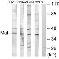 Western blot analysis of extracts from HuvEc cells, HepG2 cells, HeLa cells and COLO205 cells, using Maf antibody. Western blot analysis of extracts from HuvEc cells, HepG2 cells, HeLa cells and COLO205 cells, using Maf antibody.