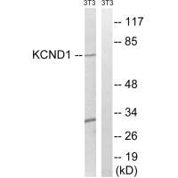 Western blot analysis of extracts from 3T3 cells, using KCND1antibody. Western blot analysis of extracts from 3T3 cells, using KCND1antibody.