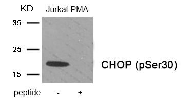 Western blot analysis of extracts from Jurkat cells treated with PMA using Phospho-CHOP (Ser30) antibody.The lane on the right is treated with the antigen-specific peptide. Western blot analysis of extracts from Jurkat cells treated with PMA using Phospho-CHOP (Ser30) antibody.The lane on the right is treated with the antigen-specific peptide.
