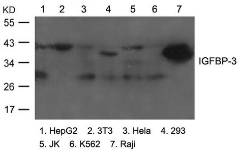 Western blot analysis of extracts from various cells using IGFBP-3 Antibody. Western blot analysis of extracts from various cells using IGFBP-3 Antibody.