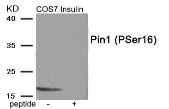 Western blot analysis of extracts from COS7 cells treated with Insulin using Phospho-Pin1 (Ser16) antibody.The lane on the right is treated with the antigen-specific peptide. Western blot analysis of extracts from COS7 cells treated with Insulin using Phospho-Pin1 (Ser16) antibody.The lane on the right is treated with the antigen-specific peptide.