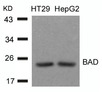 Western blot analysis of extracts from HT29 and HepG2 cells using BAD(Ab-136) Antibody. Western blot analysis of extracts from HT29 and HepG2 cells using BAD(Ab-136) Antibody.