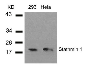 Western blot analysis of extracts from 293 and Hela cells using Stathmin 1(Ab-38) Antibody. Western blot analysis of extracts from 293 and Hela cells using Stathmin 1(Ab-38) Antibody.