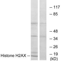 Western blot analysis of extracts from HT-29 cells, using Histone H2AX antibody. Western blot analysis of extracts from HT-29 cells, using Histone H2AX antibody.