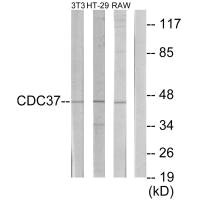 Western blot analysis of extracts from NIH-3T3 cells, HT-29 cells and RAW264.7 cells, using p50 CDC37 antibody.