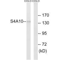 Western blot analysis of extracts from COLO cells, using SLC4A8/10 antibody. Western blot analysis of extracts from COLO cells, using SLC4A8/10 antibody.