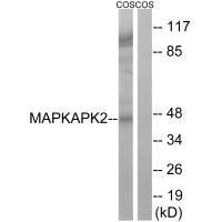 Western blot analysis of extracts from COS cells, using MAPKAPK2 (Ab-272) antibody.
