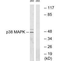 Western blot analysis of extracts from 293 cells, using p38 MAPK (Ab-322) antibody. Western blot analysis of extracts from 293 cells, using p38 MAPK (Ab-322) antibody.