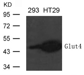 Western blot analysis of extract from 293 and HT-29 cells using Glut4 Antibody Western blot analysis of extract from 293 and HT-29 cells using Glut4 Antibody