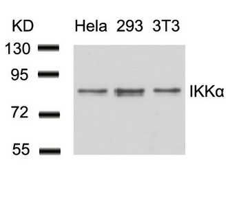 Western blot analysis of extracts from Hela, 293 and 3T3 cells using IKK a(Ab-23) Antibody. Western blot analysis of extracts from Hela, 293 and 3T3 cells using IKK a(Ab-23) Antibody.