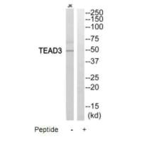 Western blot analysis of extracts from Jurkat cells, using TEAD3 antibody. Western blot analysis of extracts from Jurkat cells, using TEAD3 antibody.