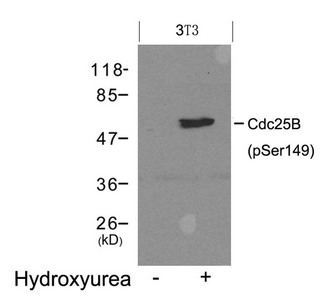 Western blot analysis of extracts from 3T3 cells untreated(lane 1) or treated with Hydroxyurea(lane 2) using Cdc25B(Phospho-Ser149) Antibody.