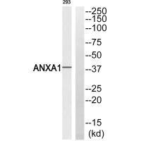 Western blot analysis of extracts from 293 cells, using ANXA1 (Ab-21) antibody. Western blot analysis of extracts from 293 cells, using ANXA1 (Ab-21) antibody.