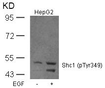 Western blot analysis of extracts from HepG2 cells untreated or treated with EGF using Shc1(Phospho-Tyr349) Antibody. Western blot analysis of extracts from HepG2 cells untreated or treated with EGF using Shc1(Phospho-Tyr349) Antibody.