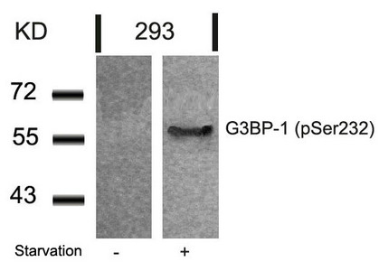Western blot analysis of extracts from 293 cells untreated or treated with starvation using G3BP-1(Phospho-Ser232) Antibody. Western blot analysis of extracts from 293 cells untreated or treated with starvation using G3BP-1(Phospho-Ser232) Antibody.