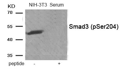 Western blot analysis of extracts from NIH-3T3 cells treated with Serum using Phospho-Smad3 (Ser204) antibody.The lane on the right is treated with the antigen-specific peptide. Western blot analysis of extracts from NIH-3T3 cells treated with Serum using Phospho-Smad3 (Ser204) antibody.The lane on the right is treated with the antigen-specific peptide.