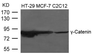 Western blot analysis of extracts from HT-29, MCF-7 and C2C12 cells using g-Catenin Antibody.