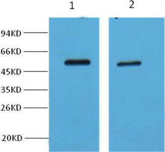 Western blot analysis of Hela cell lysate, using diluted at 1:2,000 (lane 1) and 1:5,000 (lane 2). Western blot analysis of Hela cell lysate, using diluted at 1:2,000 (lane 1) and 1:5,000 (lane 2).