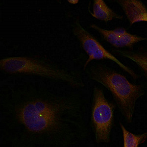 Immunofluorescence staining of methanol-fixed Hela cells using cofilin1/cofilin2(Ab-88) Antibody.