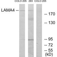 Western blot analysis of extracts from COLO cells and 293 cells, using LAMA4 antibody. Western blot analysis of extracts from COLO cells and 293 cells, using LAMA4 antibody.