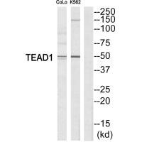 Western blot analysis of extracts from COLO205/K562 cells, using TEAD1 antibody.