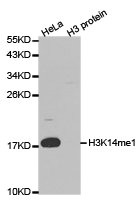 Western blot analysis of extracts of HeLa and H3 protein, using H3K14me1 antibody. Western blot analysis of extracts of HeLa and H3 protein, using H3K14me1 antibody.