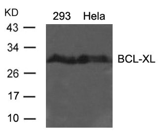 Western blot analysis of extracts from 293 and Hela cells using BCL-XL(Ab-62) antibody. Western blot analysis of extracts from 293 and Hela cells using BCL-XL(Ab-62) antibody.