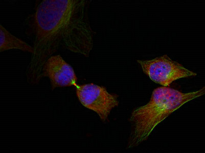 Immunofluorescence staining of methanol-fixed Hela cells showing cytoplasmic, nuclear, centrosomal, midbody staining using HSP27(Phospho-Ser78) Antibody.