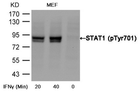 anti-Homo sapiens (Human) Phospho-STAT1 (Tyr701) Antibody