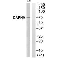 Western blot analysis of extracts from HuvEc cells, using CAPN9 antibody. Western blot analysis of extracts from HuvEc cells, using CAPN9 antibody.